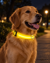 LED Pet Safety Collar